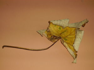 la feuille d automne