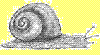 les escargots dans la classe